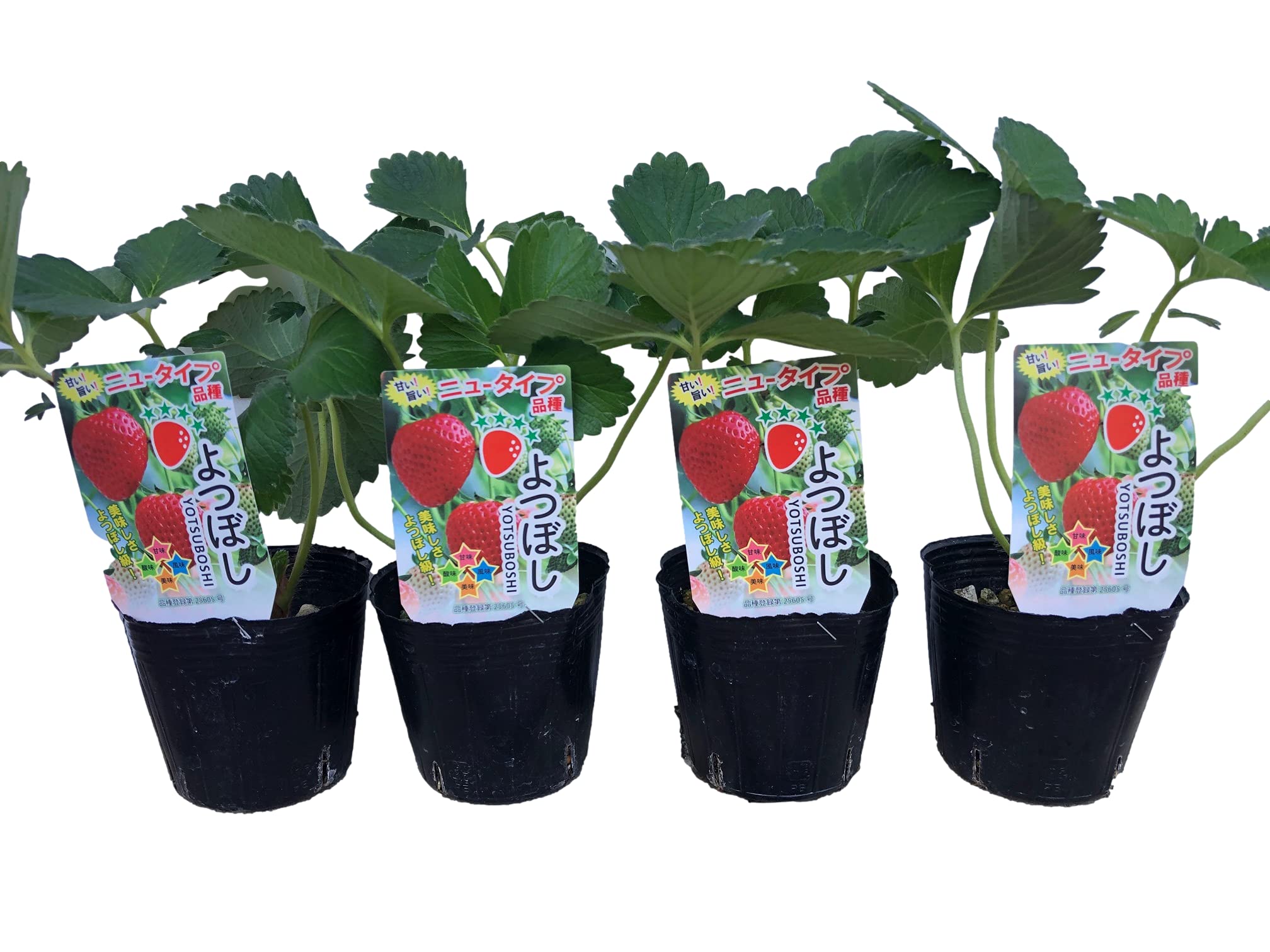 Amazon.co.jp: 四季成り性の品種！美味しいニュータイプのイチゴ